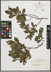 Foto von Salix phylicifolia L.